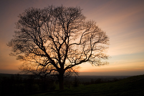 park trees sunset sun english silhouette landscape spring bath dusk somerset april british silhouttes kelston