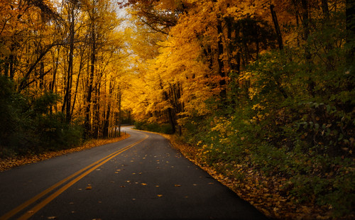 road autumn trees fall leaves path indiana