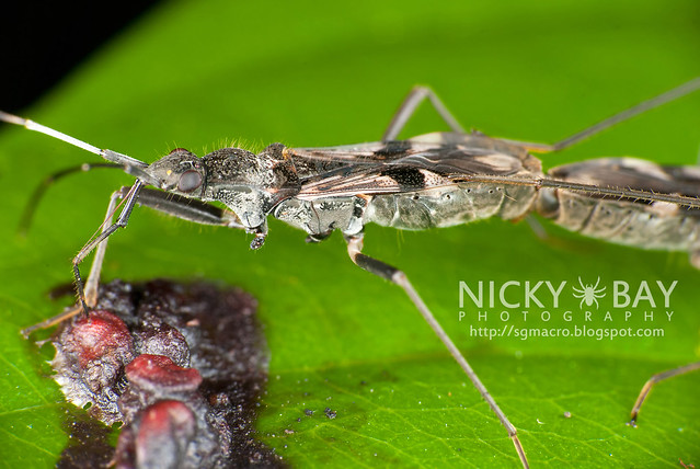 Squash Bug? (Coreidae) - DSC_1357