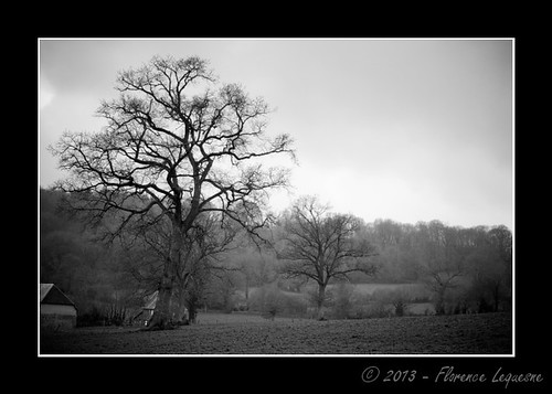 blackandwhite bw tree landscape countryside noiretblanc nb normandie paysage campagne normandy arbre manche