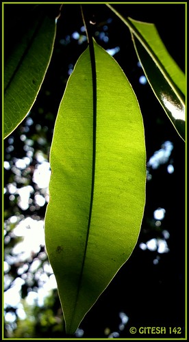 greenleaves india green nokia leaf flickrup chickoo gitty sapodilla sapota indiaimages gitesh pureview talasari nokia808 vikaspada gitesh142 gitty3