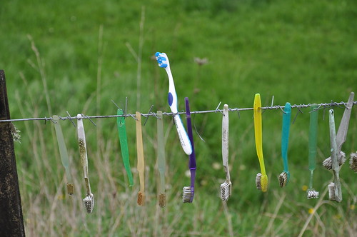 fence waikato toothbrush