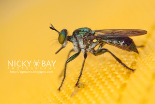 Robberfly? (Asilidae) - DSC_1815