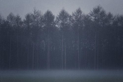 blue trees mist nature wet misty fog forest vintage dark mood moody grain foggy atmosphere gritty retro pines grainy forests pinetrees moist 100mmf28macro