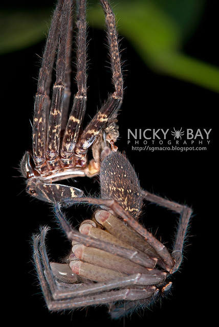 Huntsman Spider moulting (Sparassidae) - ESC_0066
