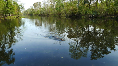 louisiana alligator swamp cajun laplace cajunprideswamptour