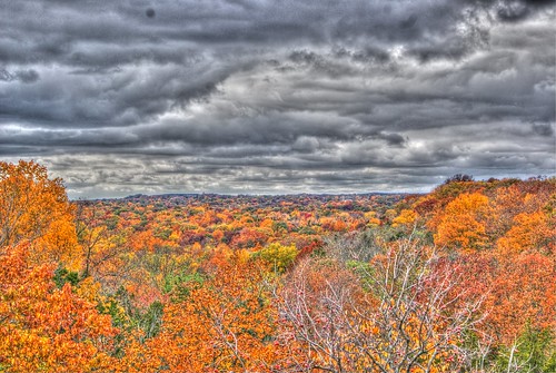 autumn trees fall nature leaves tonemapped