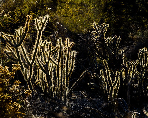 california cactus explore backlit teddybearcholla hss livingdesert d7000