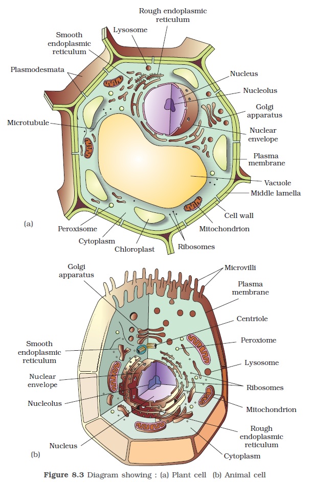 animal-vs-plant-cell-animal-cell-parts-animal-cell-structure-plant