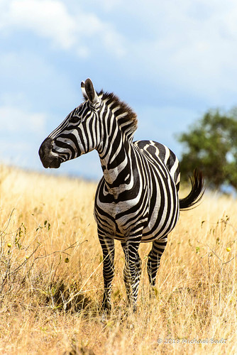 animals zebra ethiopia arbaminch naturelandscape southernnationsnationalitiesandpeoplesregion southernnationsnationalities