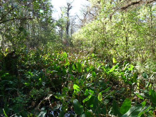 florida vegetation corkscewswamp jan2013 nrfortmyers