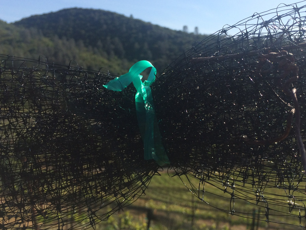 Vineyard Netting, Up a Giant Hill! 5