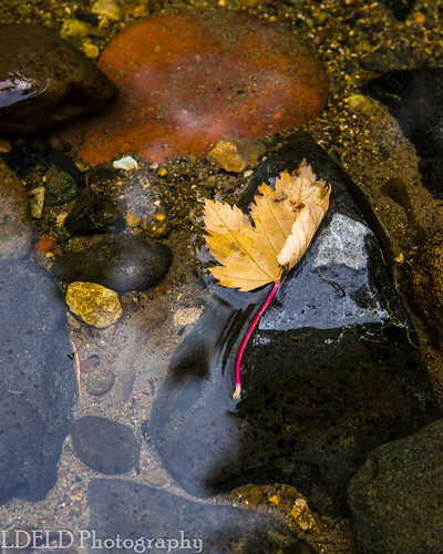 naches washington unitedstates us littlenachesriver fall river reflection littlenachesroad leaf maple rock