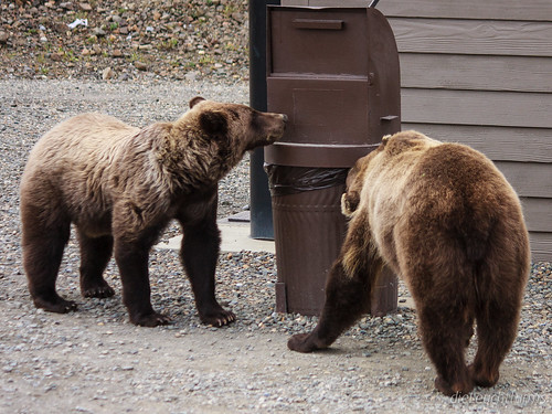 Young Grizzlies looking for garbage