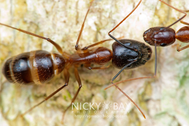 Ant (Formicidae) - DSC_4178