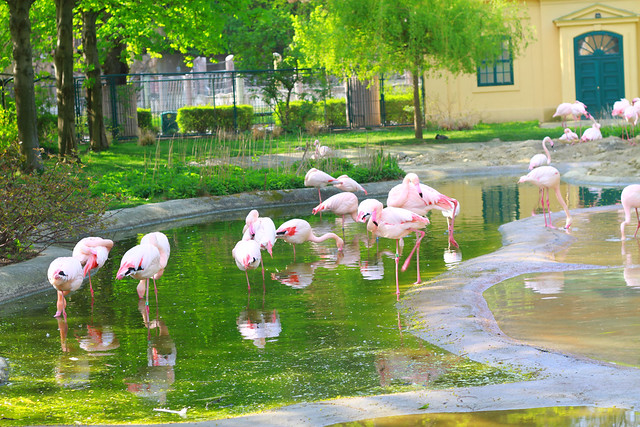flamingoes