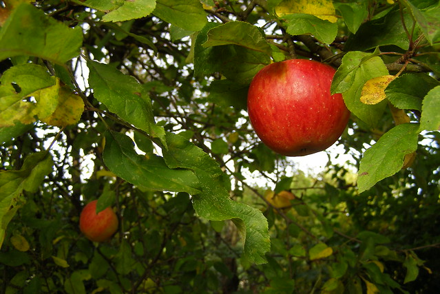 apples color quality