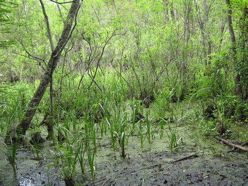 trees water grass reflections landscape southcarolina swamps mothernature wannamakercountypark