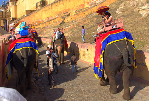 people india elephant amber pavement photographers palace shooting elephants elephantride amer rajastan photgrapher