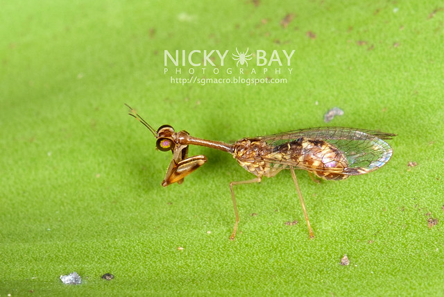 Mantisfly (Mantispidae) - DSC_0089