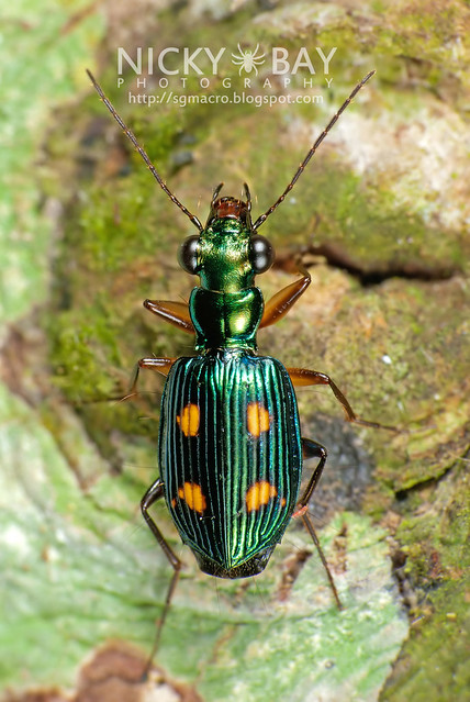 Ground Beetle (Carabidae) - DSC_9403