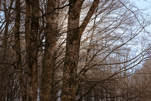 art nature spain arte natura bosque árbol invierno espagne hayas navarra lekunberri aralar natruraleza marathoniano uhartearakil ramónsobrinotorrens