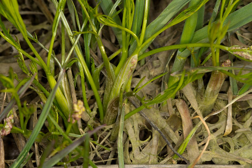 flora organisms apiaceae apiales angiosperms eudicots coreeudicots asterids tauschia penagroup tauschiatenuissimageyerexhookmathiasconstance