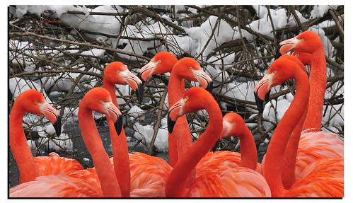 birds flamingos uccelli ghostbuster fenicotteri paololivornosfriends gigi49