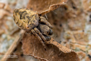 Orb weaver spider (Araneidae) - DSC_8678
