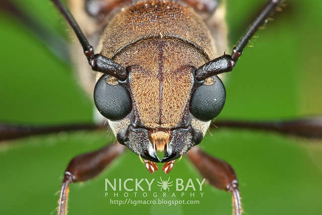 Longhorn Beetle (Cerambycidae) - DSC_6268