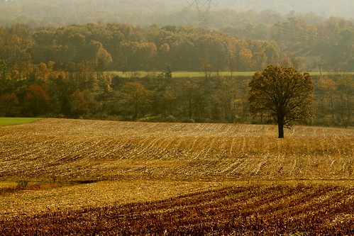 autumn mountains tree fall field fog wv lone plowed