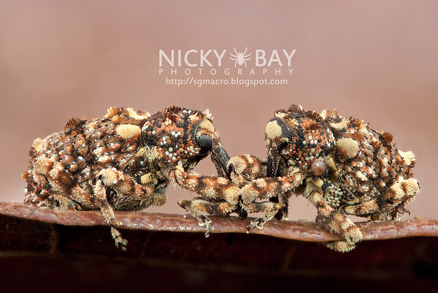 Weevils (Curculionidae) - DSC_1476