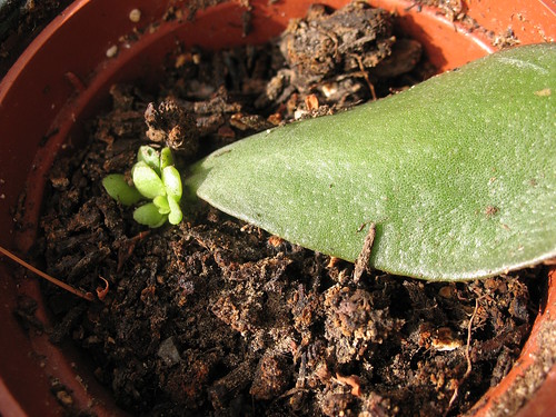 Baby jade plant