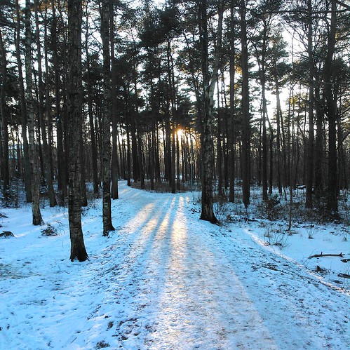 trees winter sun snow forest sunrise nokia sweden sunray varberg windowsphone lumia800