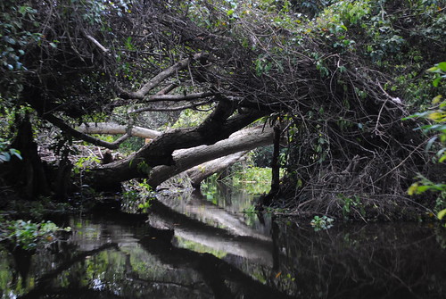 rio agua estero lancha manglar elfuerte costaesmeralda ciénega