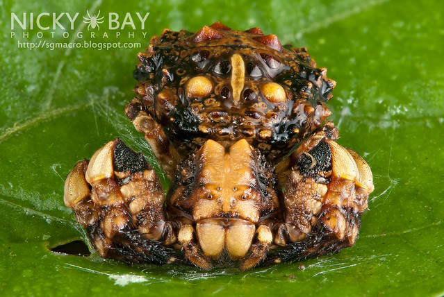 Bird Dung Crab Spider (Phrynarachne sp.) - DSC_7615