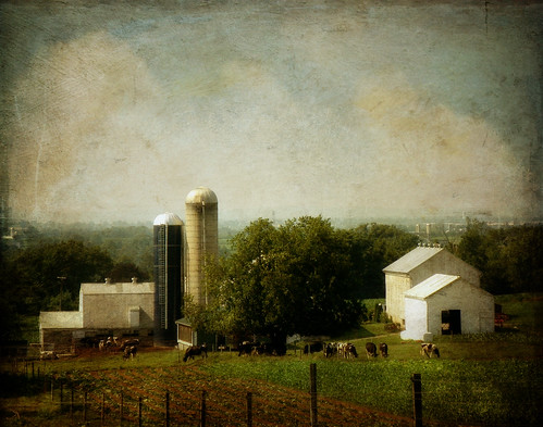 sky barn rural landscape cow view pennsylvania farm silo amish pasture strasburg distressedjewell