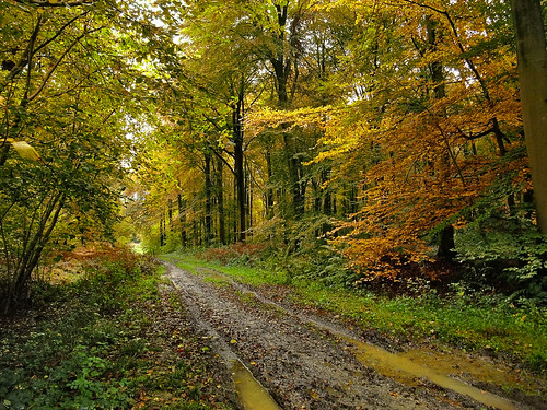 autumn trees england fall woods october track forrest hampshire winchester muddy basingstoke 2011 oldbasing micheldever micheldeverwood loddonvalley