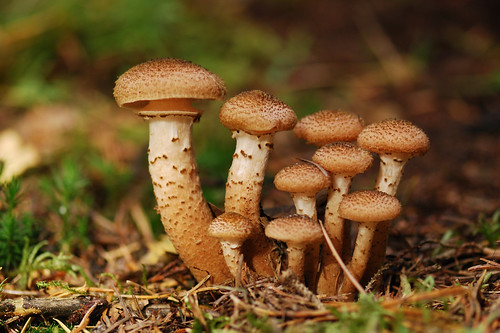 autumn mushroom nikon herfst f28 paddestoel emmen d60 105mm