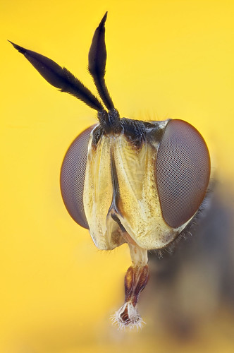 hoverfly extrememacro componon zerenestacker extrememacrocouk