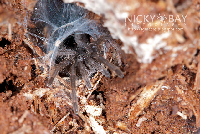 Tarantula (Phlogiellus sp.) - DSC_9790