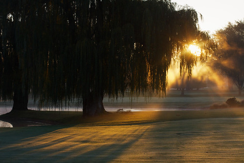 morning trees sun mist nature water fog sunrise pond madison golfcourse sunrays wi willows canonef50mmf14usm