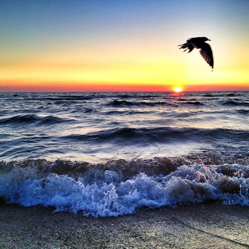 sunset summer sky sun bird beach fun flying michigan seagull gull lakemichigan shore kirkpark iphonography mattslens eavig uploaded:by=flickstagram instagram:photo=24582358986424912539420 instagram:venue_name=kirkpark instagram:venue=2724164