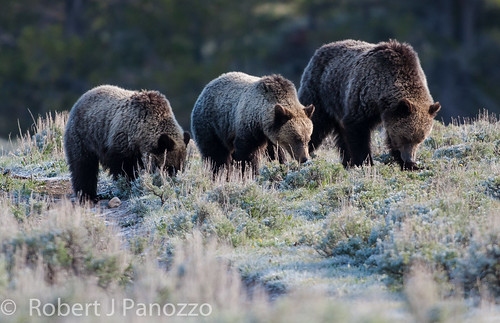 bear cub yellowstonenationalpark yellowstone cubs grizzly grizz grizzlybear specanimal naturesgallery 100commentgroup thenaturesgreenpeace ynetbf