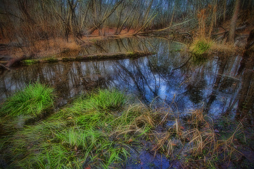 nature river landscape swamp blackwater riverbank wetland groveland bryancounty evanscounty canoochee canoocheeriver