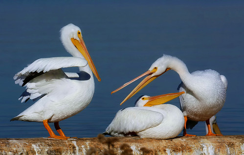 pelicans dallas whiterocklake threeofakind pelecanuserythrorhynchos whitepelicans