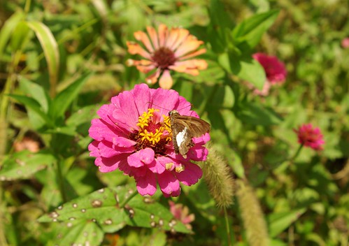 pink zinnia ornamental insect