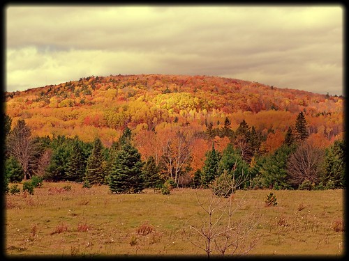 trees sky mountain fall colors field pine landscape