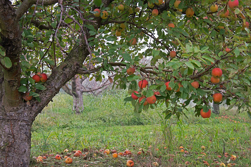 autumn tree fall nature landscape illinois nikon midwest orchard apples 2012 coth supershot millsapplefarm damniwishidtakenthat coth5 dailynaturetnc12 d800e