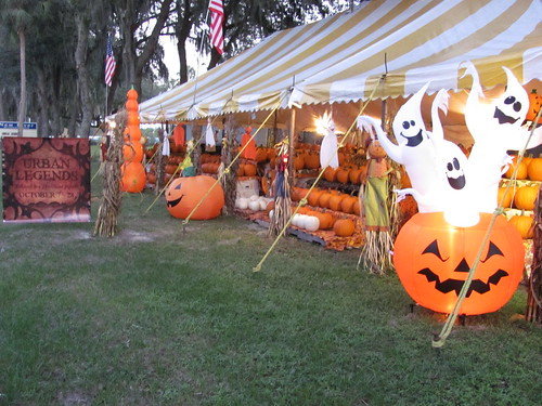 halloween pumpkin florida sale pumpkins tent patch